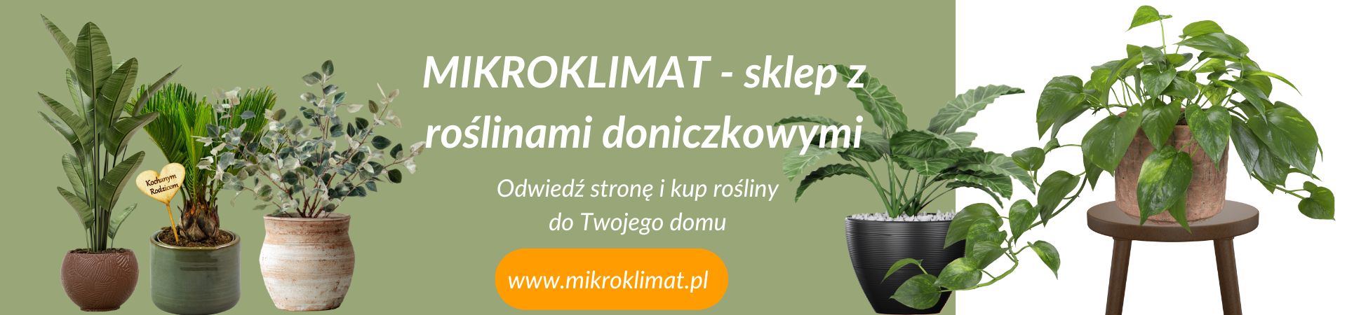 Polecany sklep z roślinami doniczkowymi