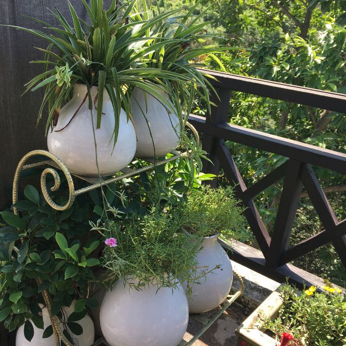 logo przychodni (1) rośliny doniczkowe na balkonie